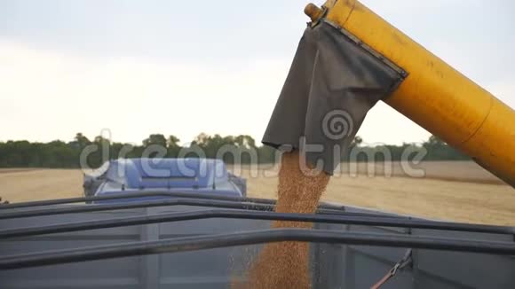 在卡车上装载小麦颗粒将新鲜黑麦倒入拖车黄色的干核从视频的预览图