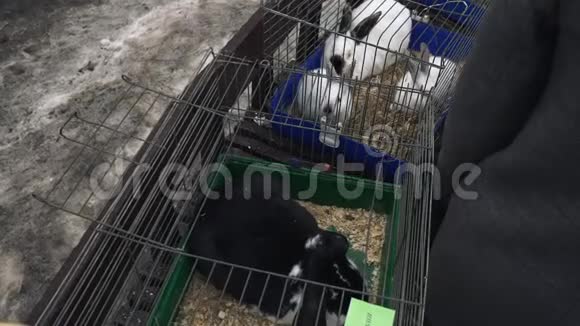 特写一只大黑兔和许多小白兔坐在金属笼子里一只成年黑兔和许多小兔子视频的预览图