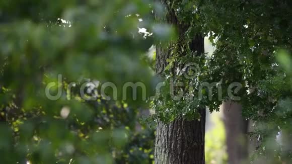 一棵橡树被洒满落叶的草坪洒水器滋润着视频的预览图