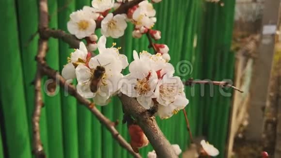 春天蜜蜂在绿色的篱笆上采集果树上的花粉视频的预览图