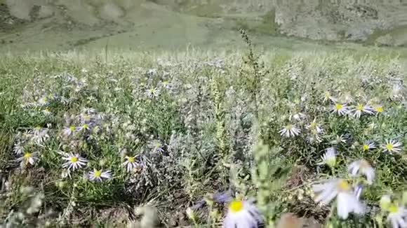 俄罗斯阿尔泰共和国高山草甸美景山峦背景上开花雏菊夏季视频的预览图
