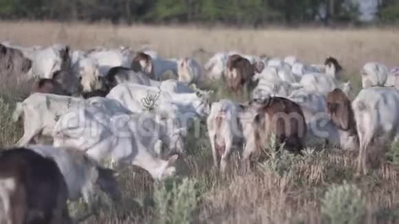 山羊群在草地上散步和放牧吃草视频的预览图