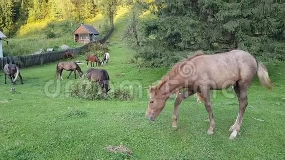 一群马和幼驹在村子里放牧农场在乡下的动物生活视频的预览图