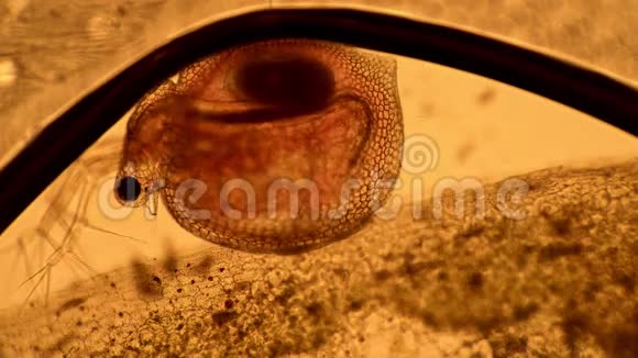 在显微镜下观察一滴水中的水蚤视频的预览图