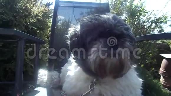 芝子狗在花园椅子上视频的预览图
