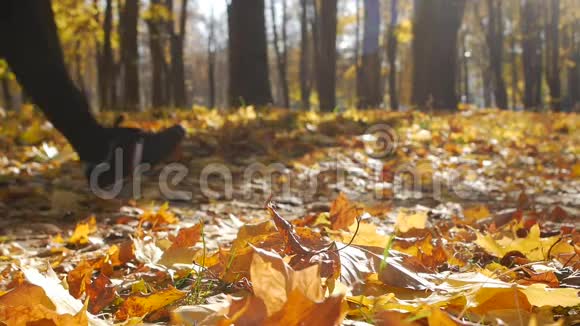 阳光明媚的一天秋天有人沿着森林里的小径或小径散步在前景中落叶的枫叶视频的预览图