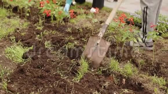 园丁用铲子在春天公园的花坛上挖土人们在夏日花园的绿色草坪上种花视频的预览图