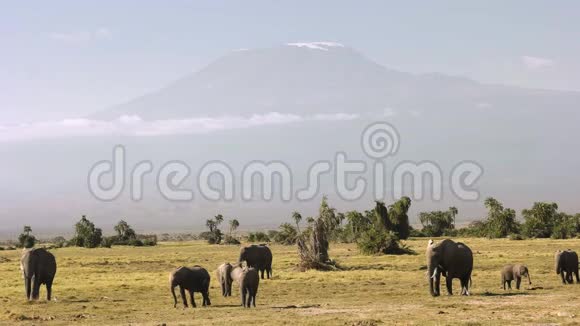 肯尼亚安博塞利乞力马扎罗山前觅食的大象视频的预览图