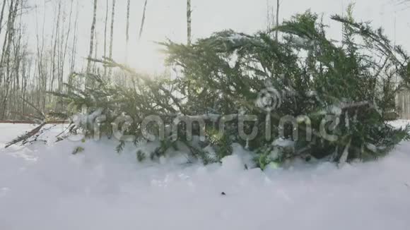 在小镇新年前的森林里冬天的雪中有一棵燃烧的圣诞树开始的概念视频的预览图