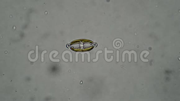 显微镜下一个白色背景的硅藻藻视频的预览图