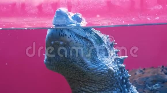 乌龟Chelydra蛇形正在呼吸空气并淹没在水族馆的水中视频的预览图