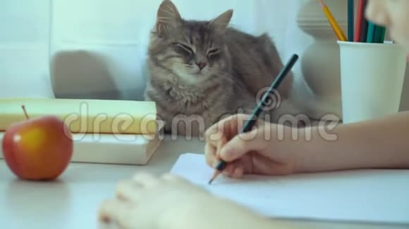 特写小女孩画一幅画抚摸她的宠物猫视频的预览图