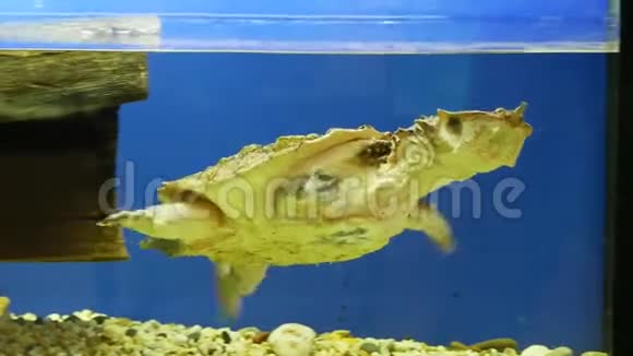 马塔马塔淡水海龟Chelus游泳有趣的笑龟视频的预览图