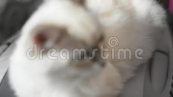 美丽的白猫蓝眼睛玩视频的预览图