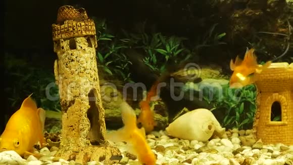 金鱼在带有装饰城堡和塔楼的水族馆里游泳视频的预览图