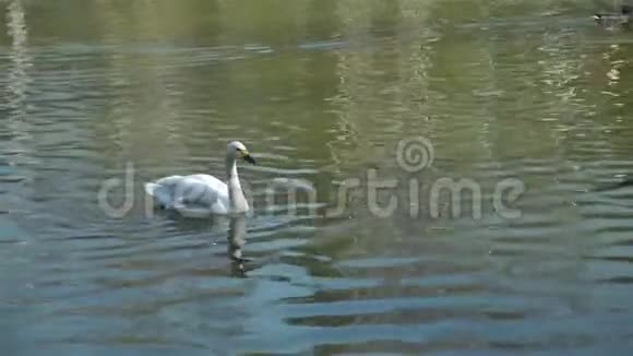 天鹅在池塘里游泳环顾四周视频的预览图