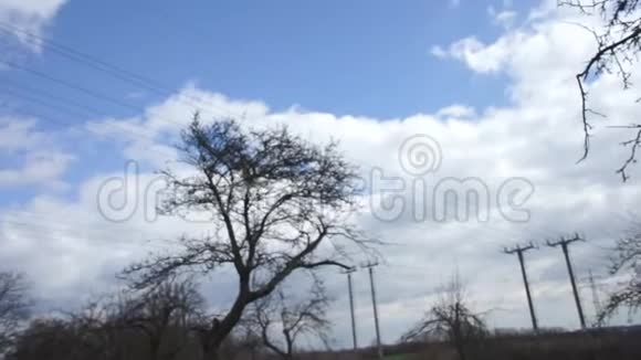 树枝逆天视频的预览图