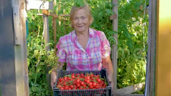 在温室里老年妇女拿着一个盒子收获成熟的樱桃番茄视频的预览图