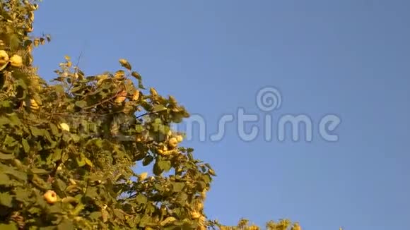 树上的核桃树上的核桃视频的预览图