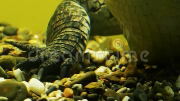 动物园水族馆里的尼罗河鳄鱼爬行动物的下巴和眼睛在水下凯曼食肉动物在等待它的受害者视频的预览图