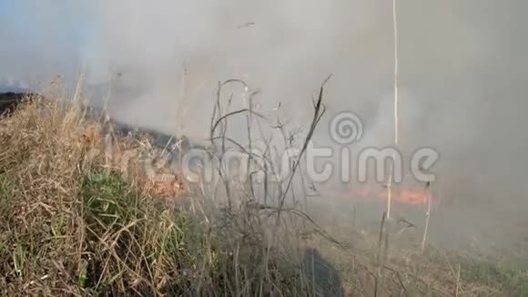 燃烧场火越来越近了旱季燃烧森林大火时用火焰和烟雾中的干草视频的预览图