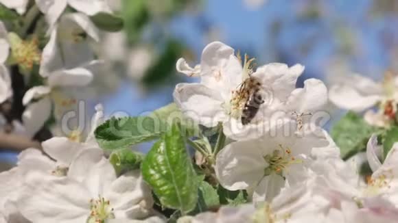 春天苹果树上的蜜蜜蜂视频的预览图