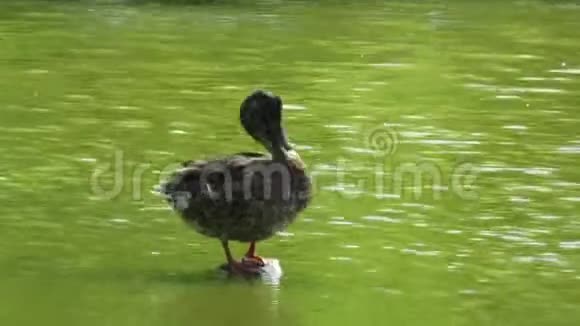 HawksburyLagoon野生动物保护区的鸭子清洁视频的预览图