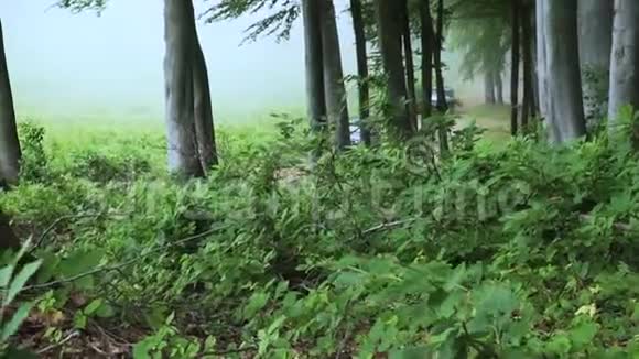 从绿色森林中采集的鳄鱼从雾中骑进神奇的夏季森林慢动作视频的预览图