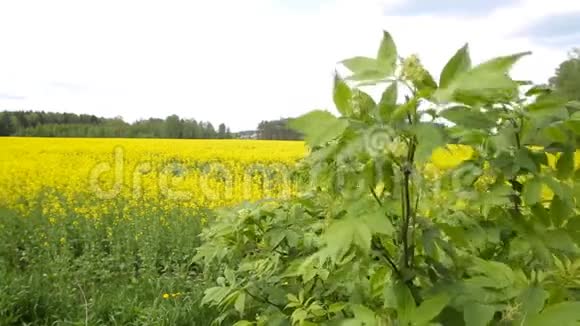 菜籽黄花盛开的田野菜籽灌木在大自然的映衬下复制空间生物柴油视频的预览图