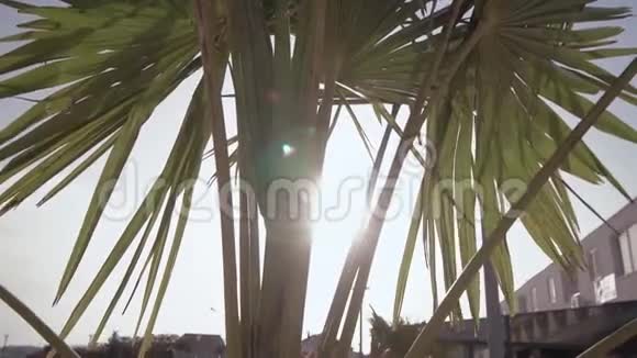 太阳透过棕榈树叶子偷看剪影在一个大风天日落在洛杉矶加利福尼亚州视频的预览图
