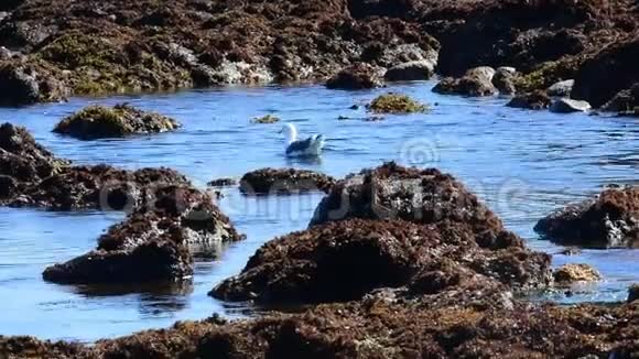 在潮汐池里的海鸥视频的预览图
