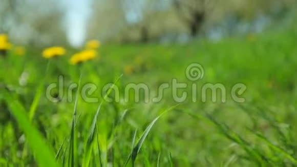 在阳光明媚的春天黄色的蒲公英在茂密的绿草中生活肯定的快乐和幸福的概念特写视频的预览图