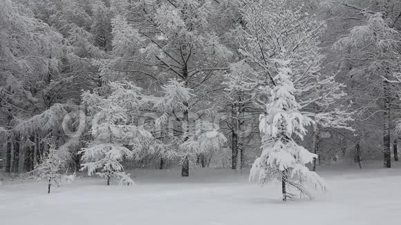 城市公园下了大雪视频的预览图