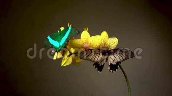 一朵花上的两只热带蝴蝶视频的预览图