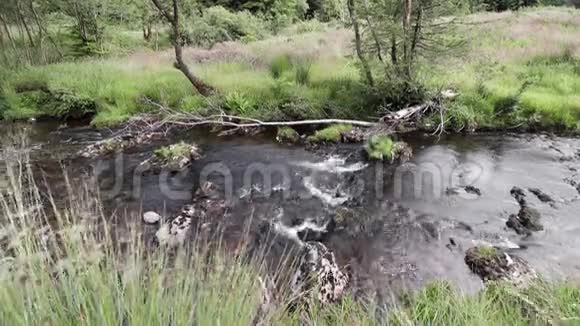 塞文河流经威尔士中部波伊斯的哈夫伦森林视频的预览图