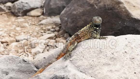 在加拉帕戈斯群岛的伊斯拉埃斯帕诺拉一只头罩熔岩蜥蜴在岩石上晒太阳视频的预览图