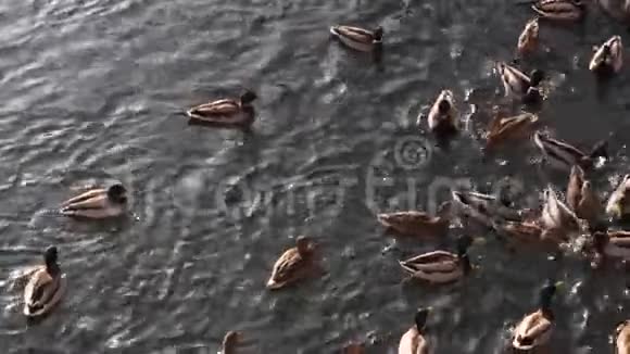 野鸭在水中游泳和进食视频的预览图