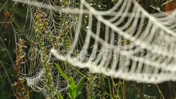 秋天的风用晶莹的露珠把蜘蛛网缠在干草茎上视频的预览图