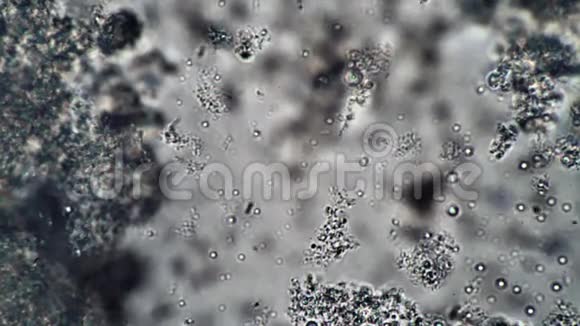 显微镜下牛奶酵中棒状杆菌和乳酸菌的流动视频的预览图