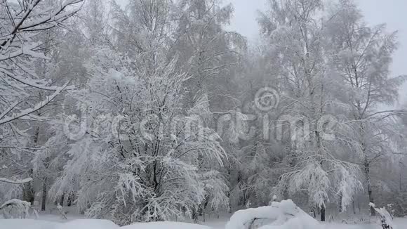 城市公园下了大雪视频的预览图