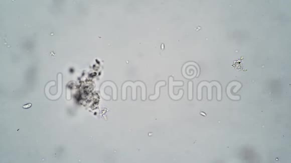 简单的原始生物在显微镜下以白色背景的藻类为食视频的预览图