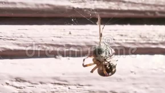 受害者掉进了网里蜘蛛开始编织成茧视频的预览图