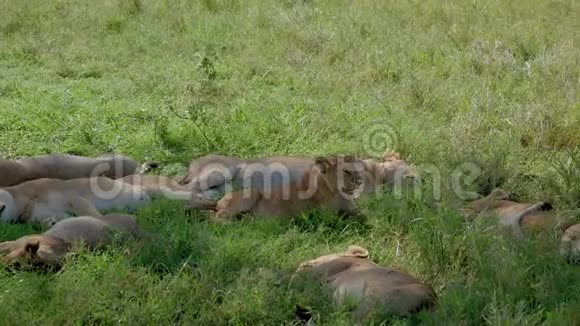 怀孕的母狮在树荫下寻找一个舒适的地方视频的预览图