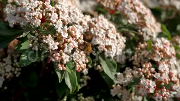 一只蜜蜂在白天在花上寻找蜂蜜春天来了视频的预览图