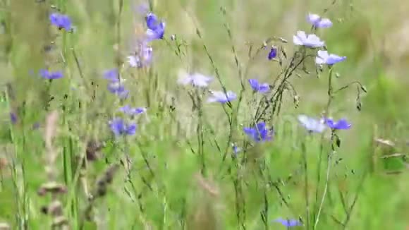 春天田野上的亚麻花视频的预览图