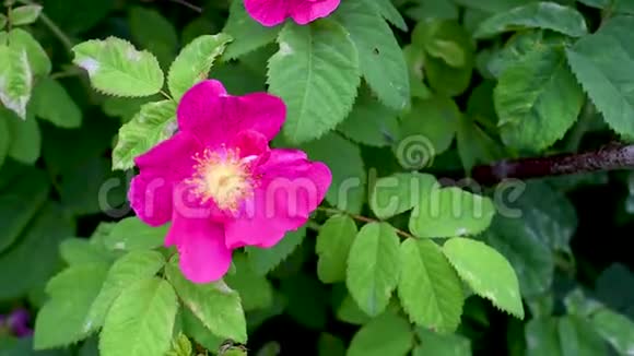 绿色树叶背景下花园中的粉红色玫瑰花视频的预览图