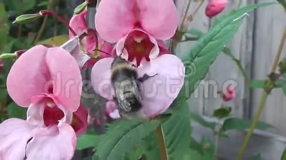 蜜蜂在花丛中采蜜视频的预览图
