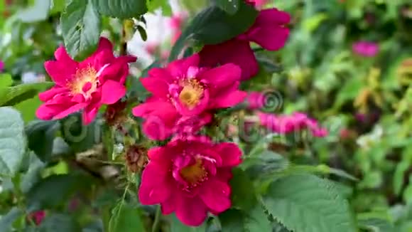 绿色树叶背景下花园中的粉红色玫瑰花视频的预览图