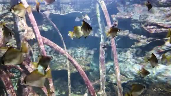 热带鱼在水族馆游泳背景是木制树枝视频的预览图