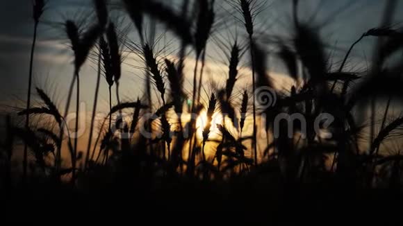 农业概念是麦田上金色的夕阳生活方式小麦收获耳朵慢动作视频背景天空视频的预览图